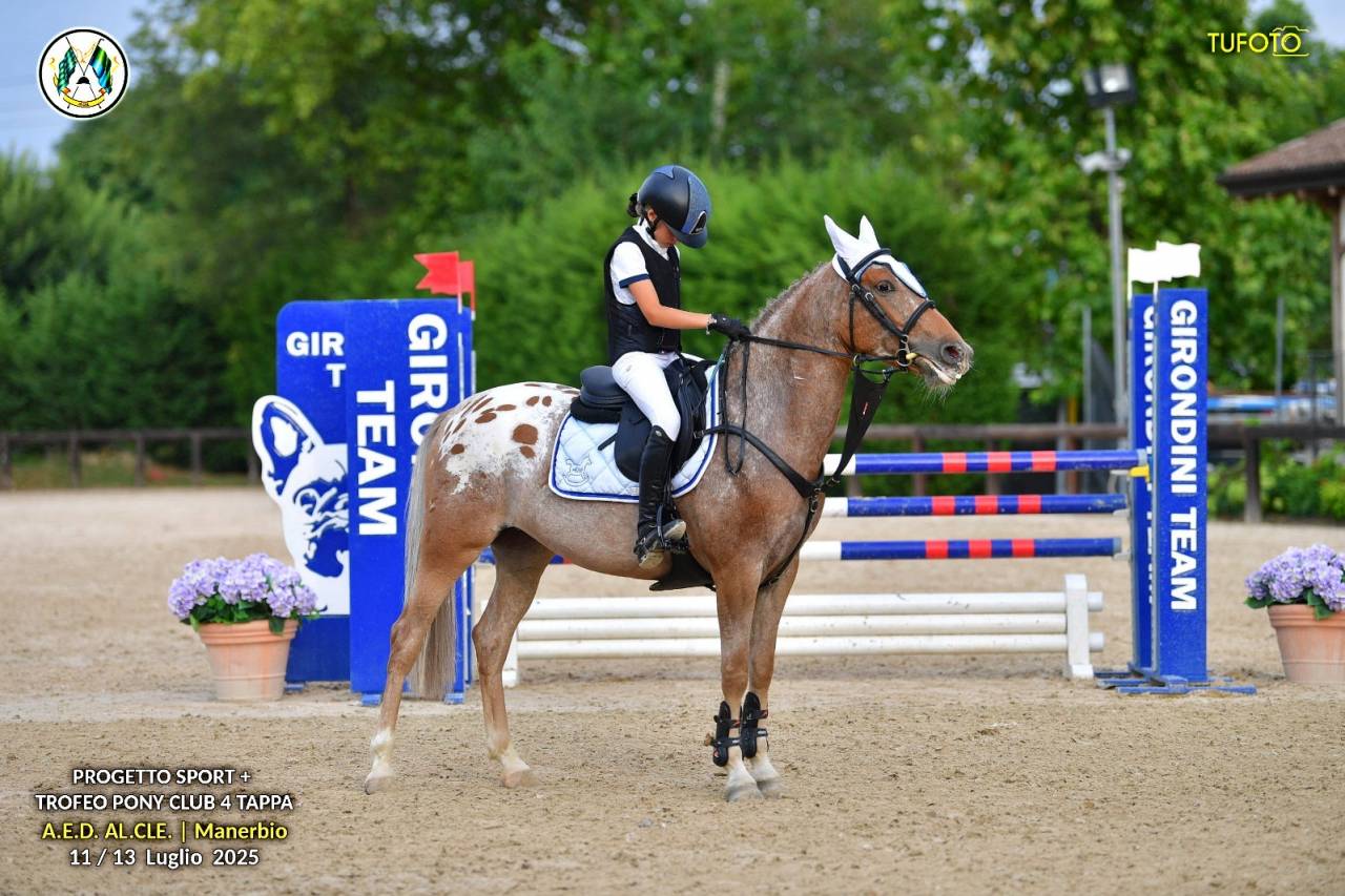 Mare Origin Recorded For sale 2019 Roan