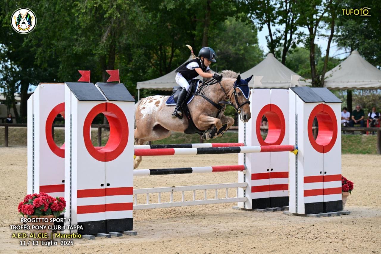 Mare Origin Recorded For sale 2019 Roan