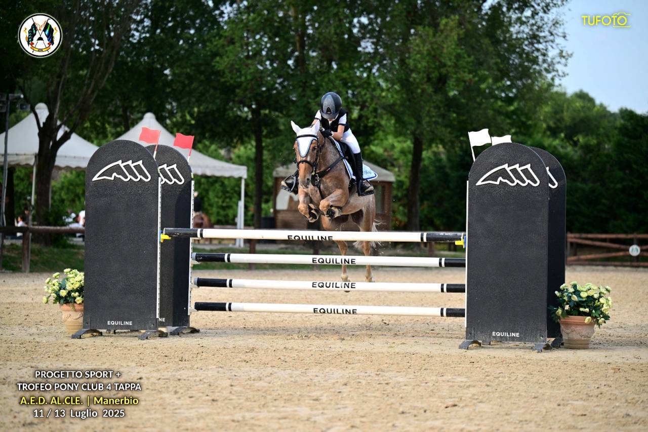 Mare Origin Recorded For sale 2019 Roan