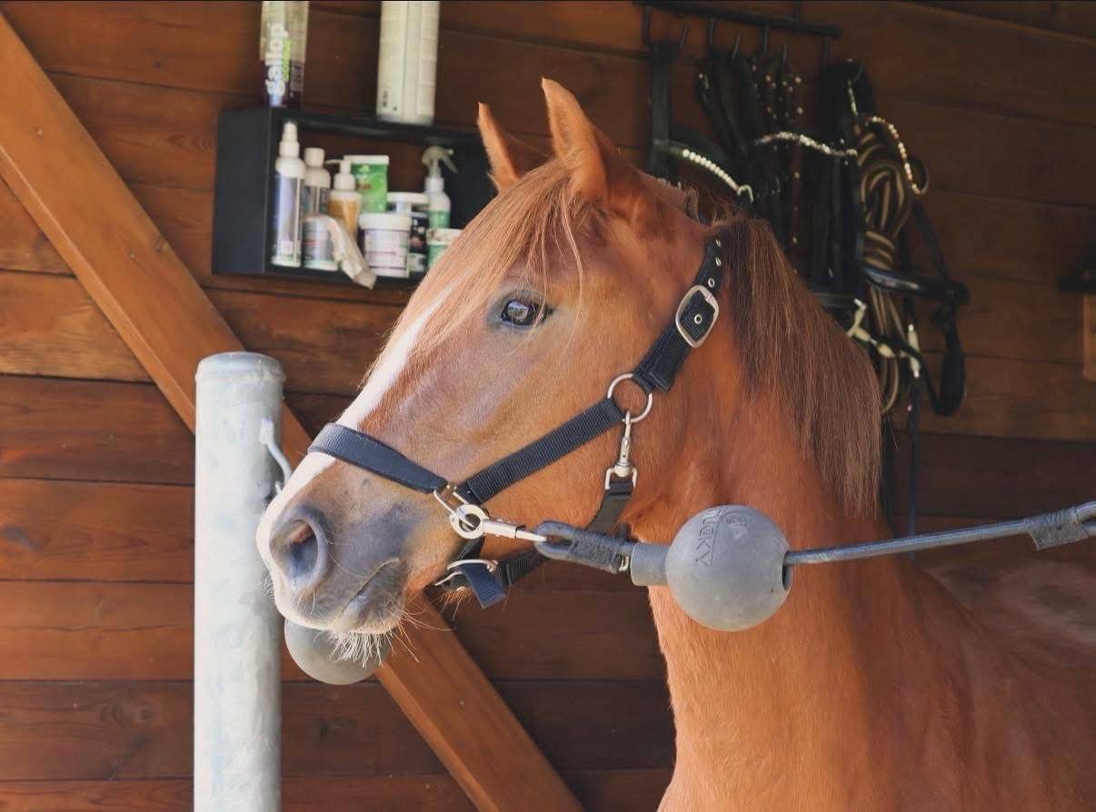 Mare French Saddle Pony For sale 2022 Chesnut