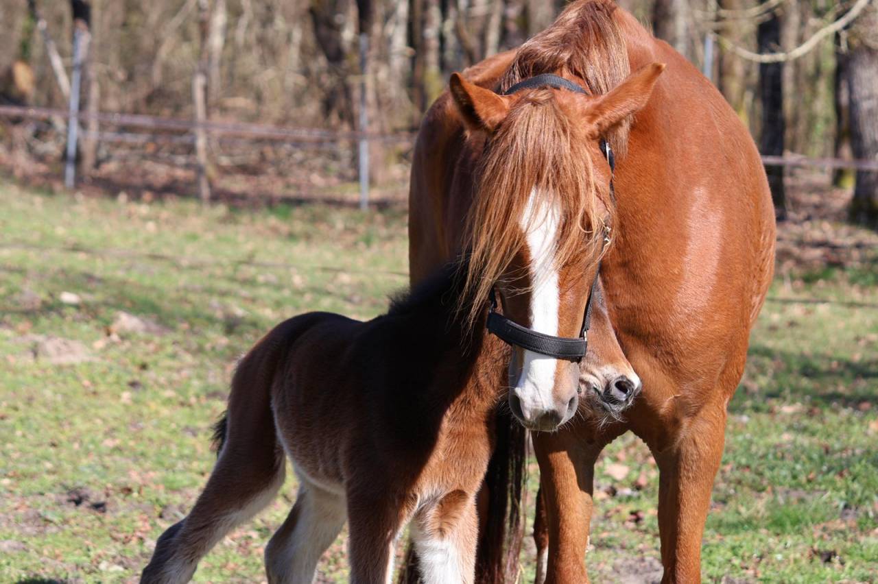 Mare French Saddle Pony For sale 2022 Chesnut