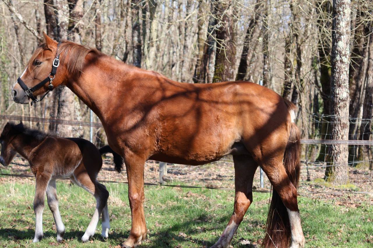 Mare French Saddle Pony For sale 2022 Chesnut