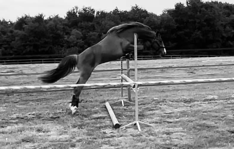 Mare French Saddle Pony For sale 2022 Chesnut