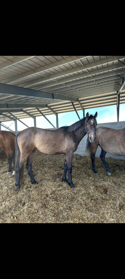 Gelding Origin Recorded For sale 2023 Grey