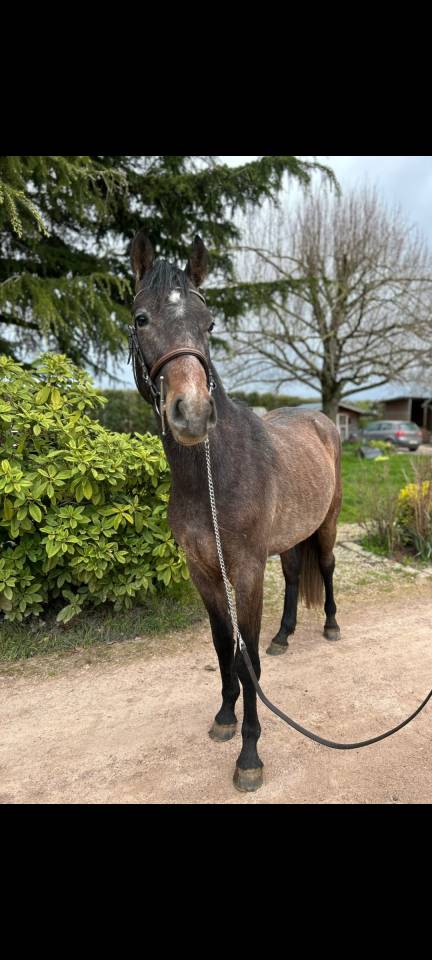 Gelding Origin Recorded For sale 2023 Grey