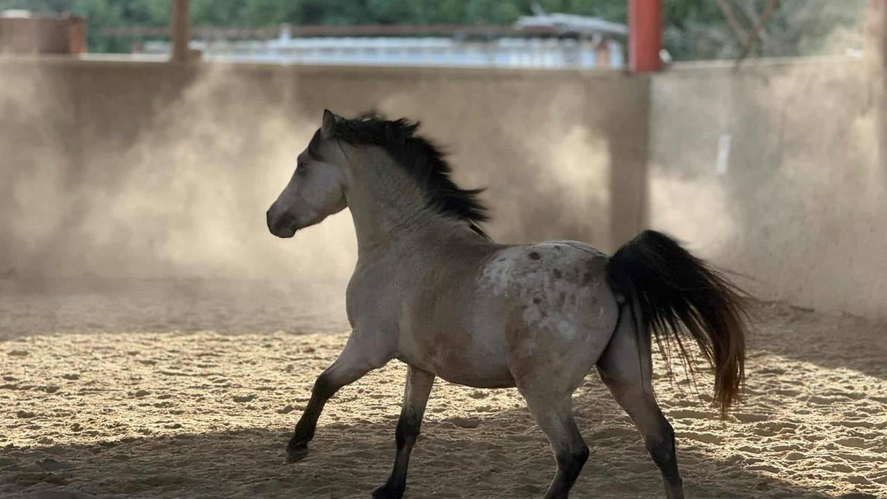 Nesquick - Other Pony Breed 2023