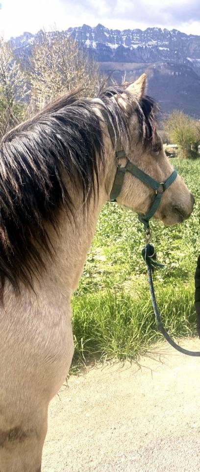 Nesquick - Other Pony Breed 2023