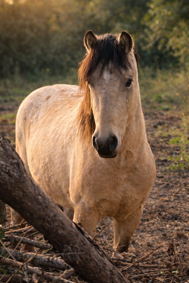 Nesquick - Other Pony Breed 2023