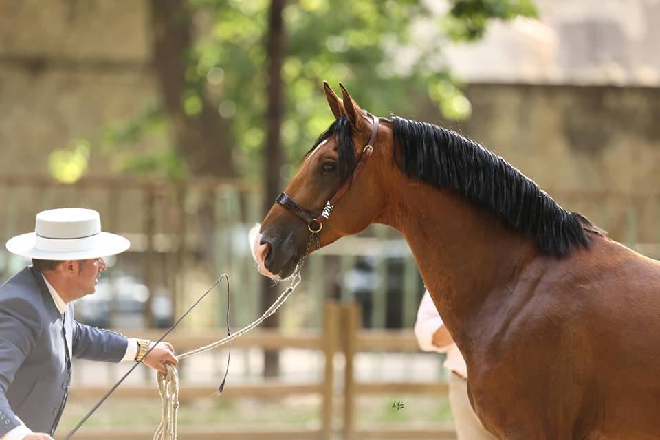 Botero LH - PRE Pure Spanish Bred 2015