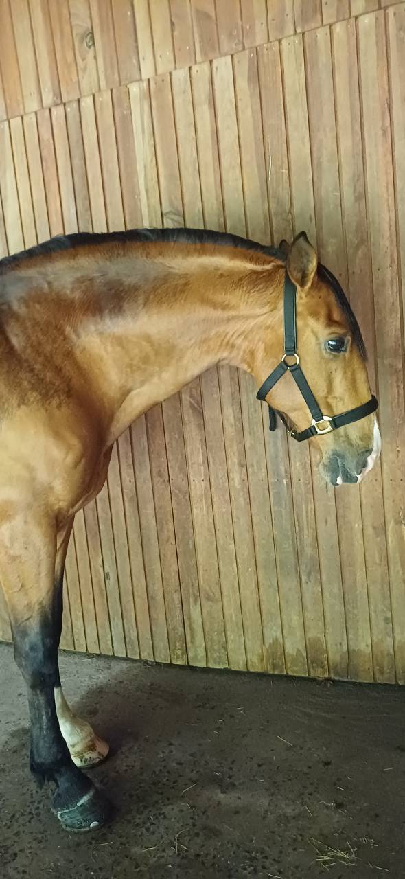 Botero LH - PRE Pure Spanish Bred 2015