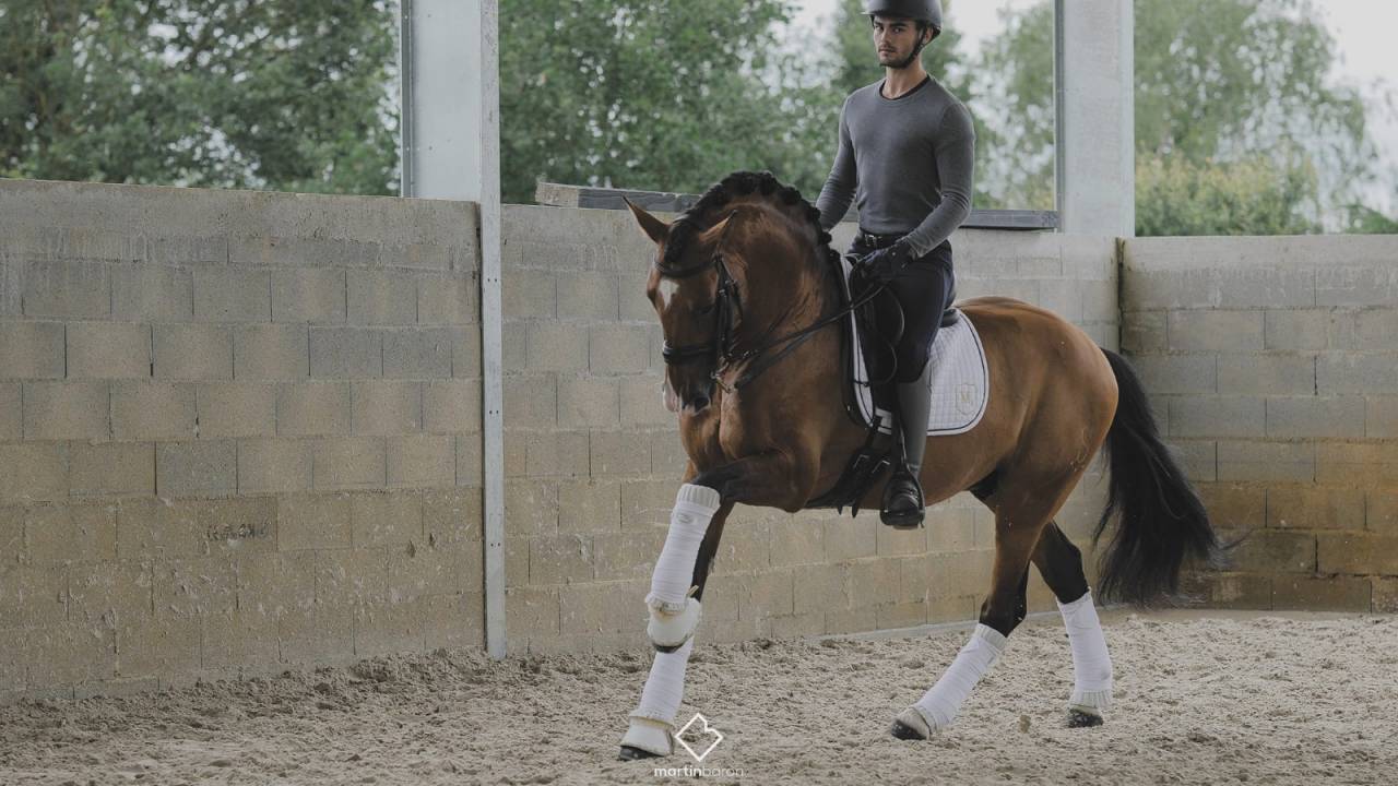 Botero LH - PRE Pure Spanish Bred 2015
