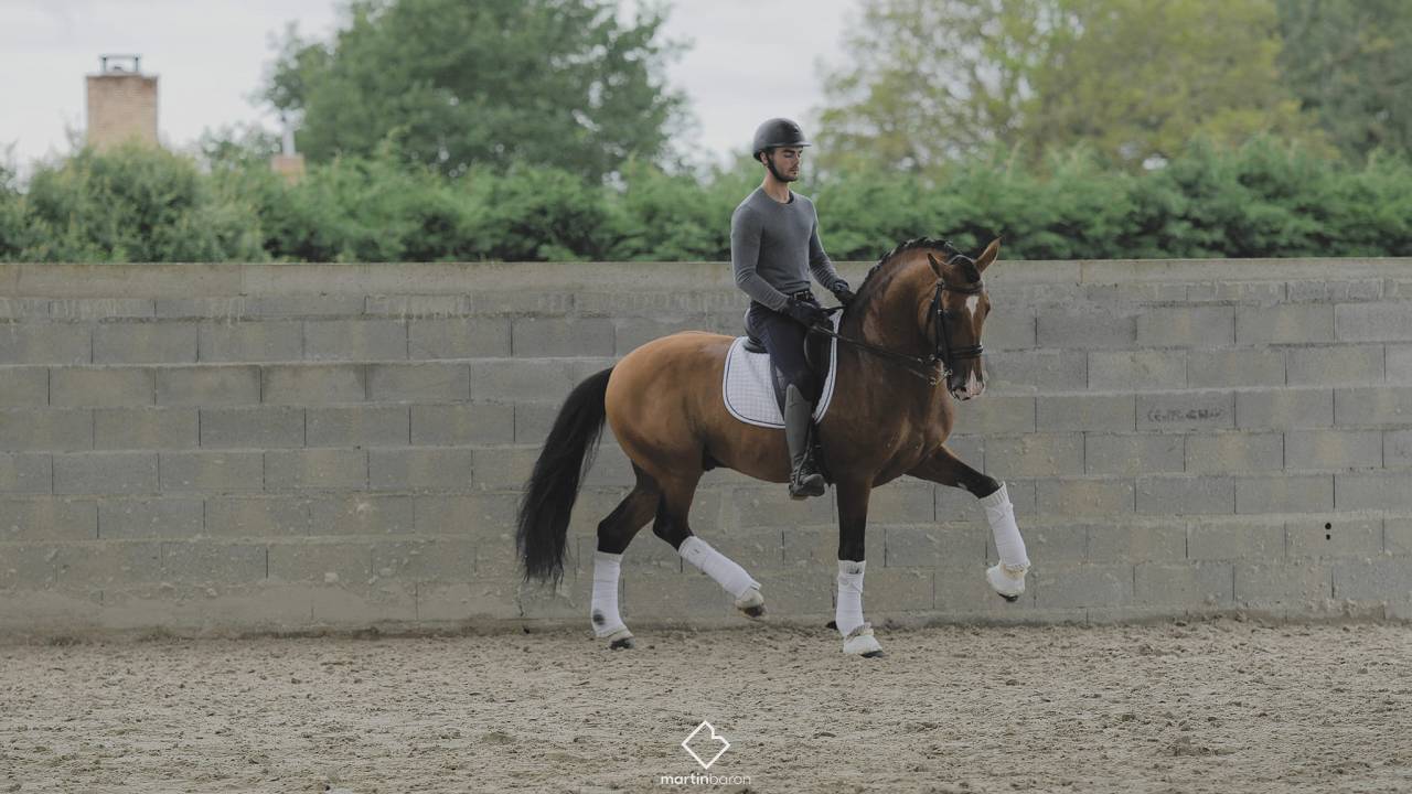 Botero LH - PRE Pure Spanish Bred 2015
