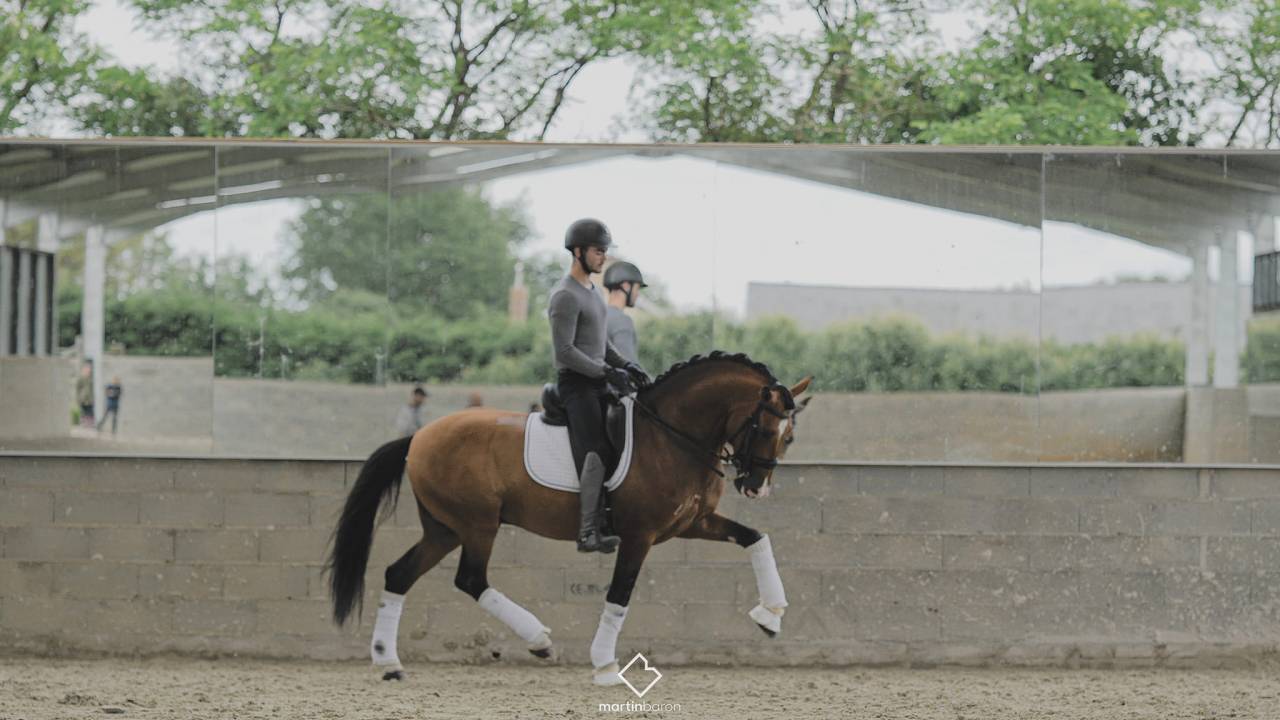 Botero LH - PRE Pure Spanish Bred 2015