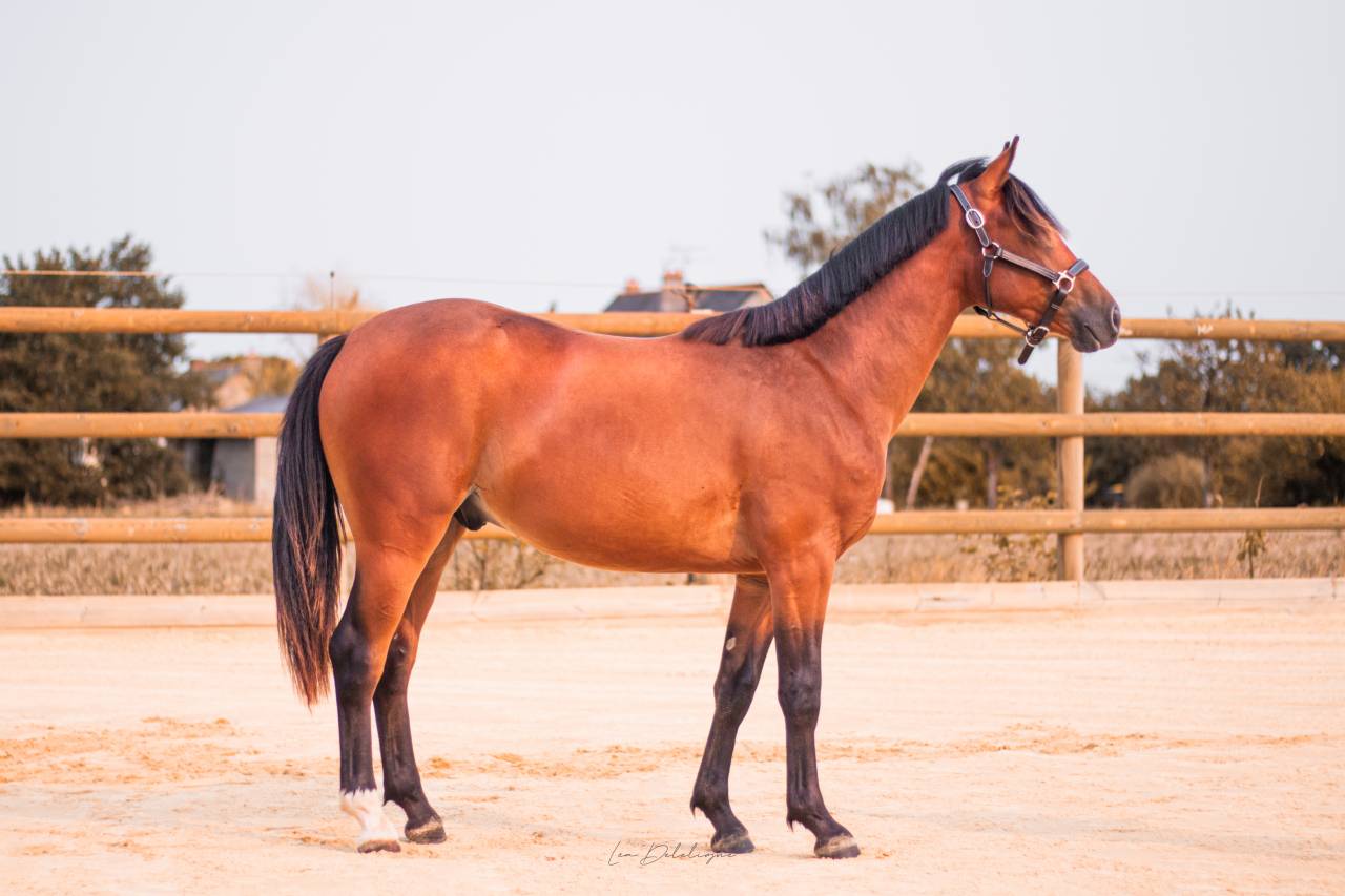 Gelding French Saddle Pony For sale 2024 Bay