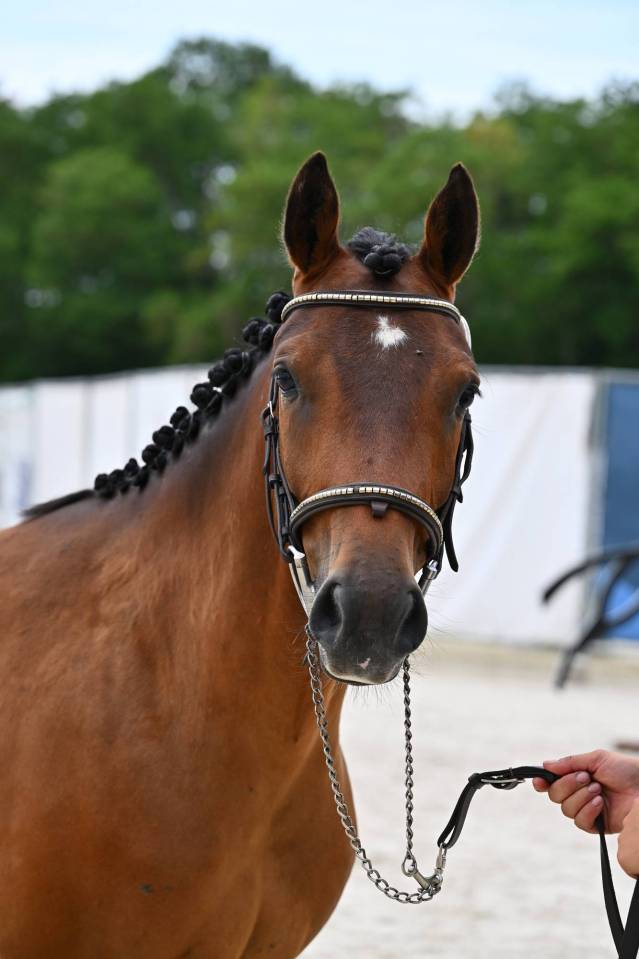 Gelding French Saddle Pony For sale 2024 Bay