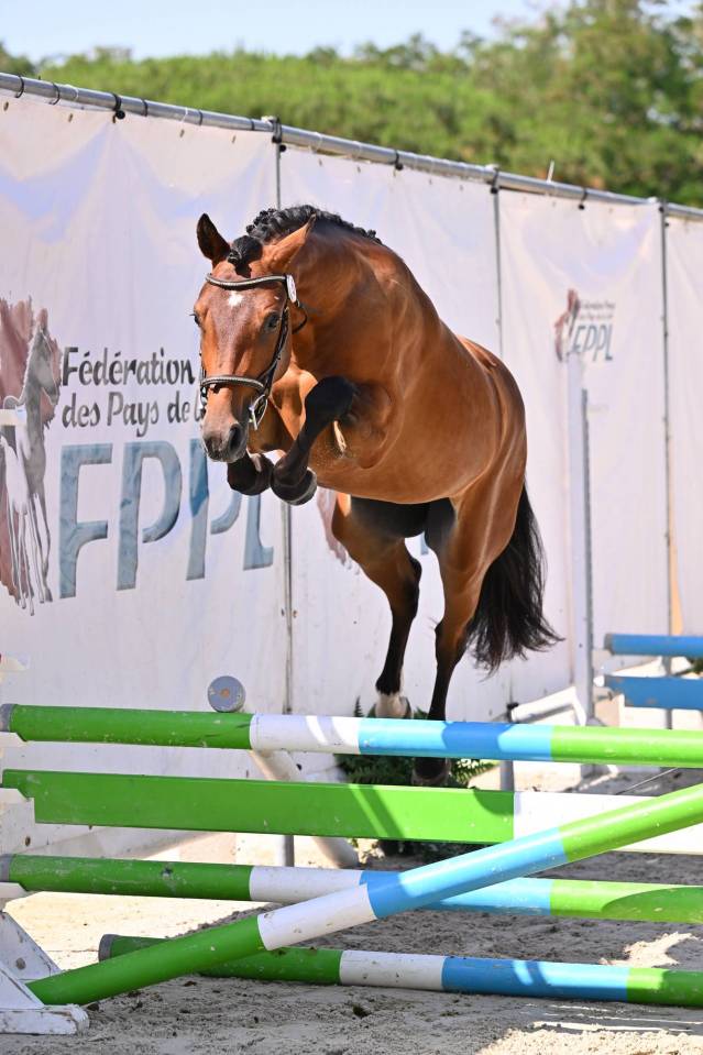 Gelding French Saddle Pony For sale 2024 Bay