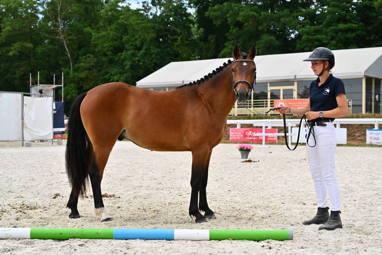 Gelding French Saddle Pony For sale 2024 Bay