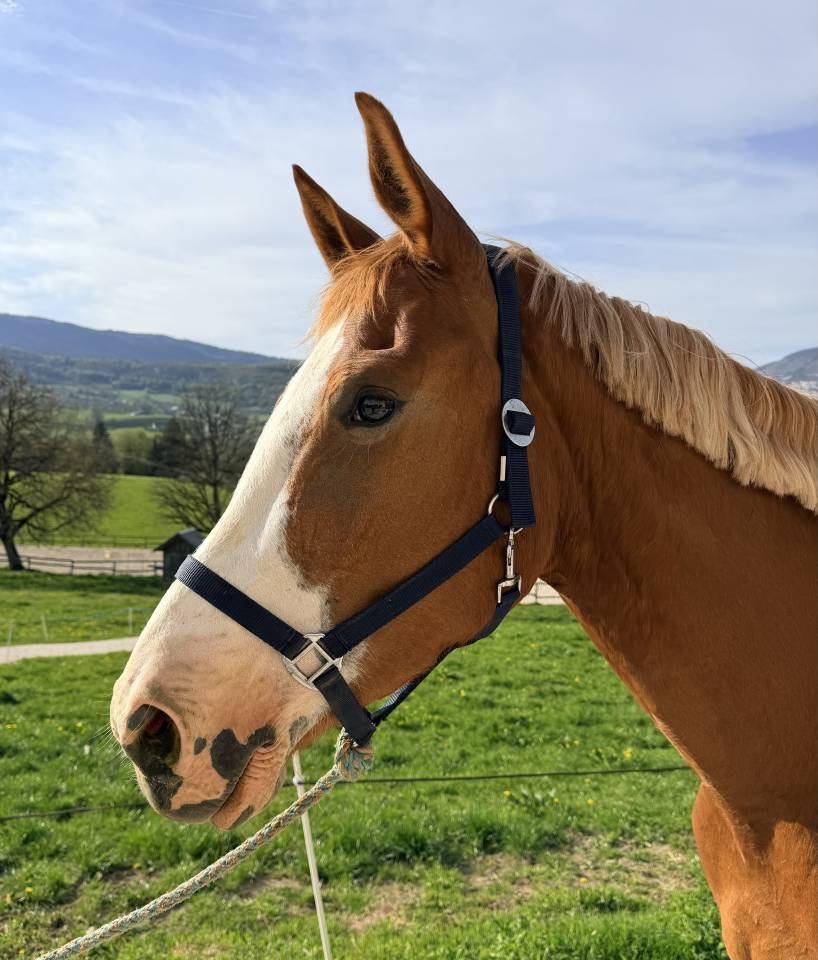 Mare Selle Fran&ccedil;ais For sale 2022 Chesnut