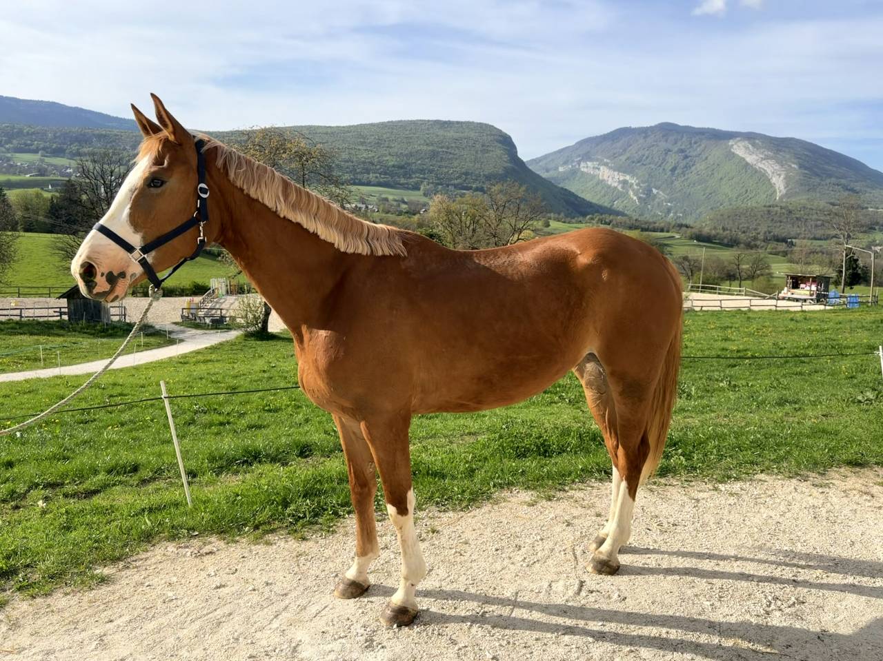 Mare Selle Fran&ccedil;ais For sale 2022 Chesnut