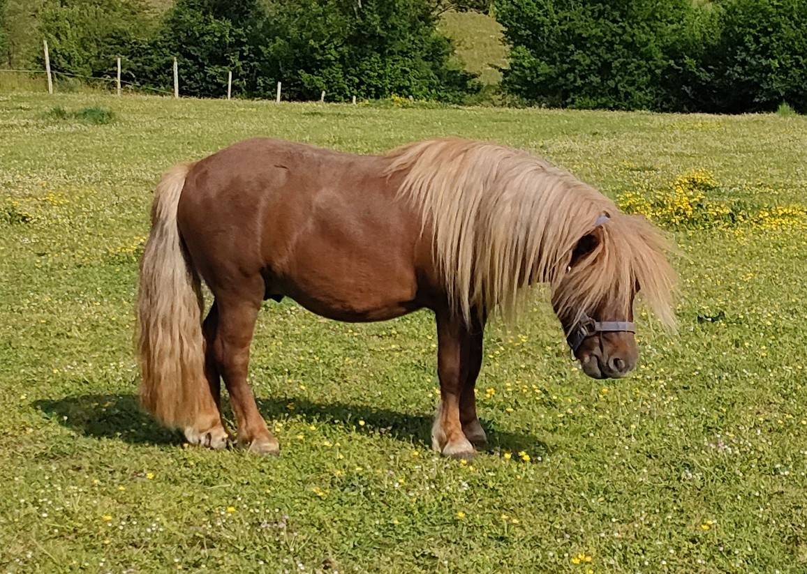 Entire Shetland Pony For sale 2022 Chesnut