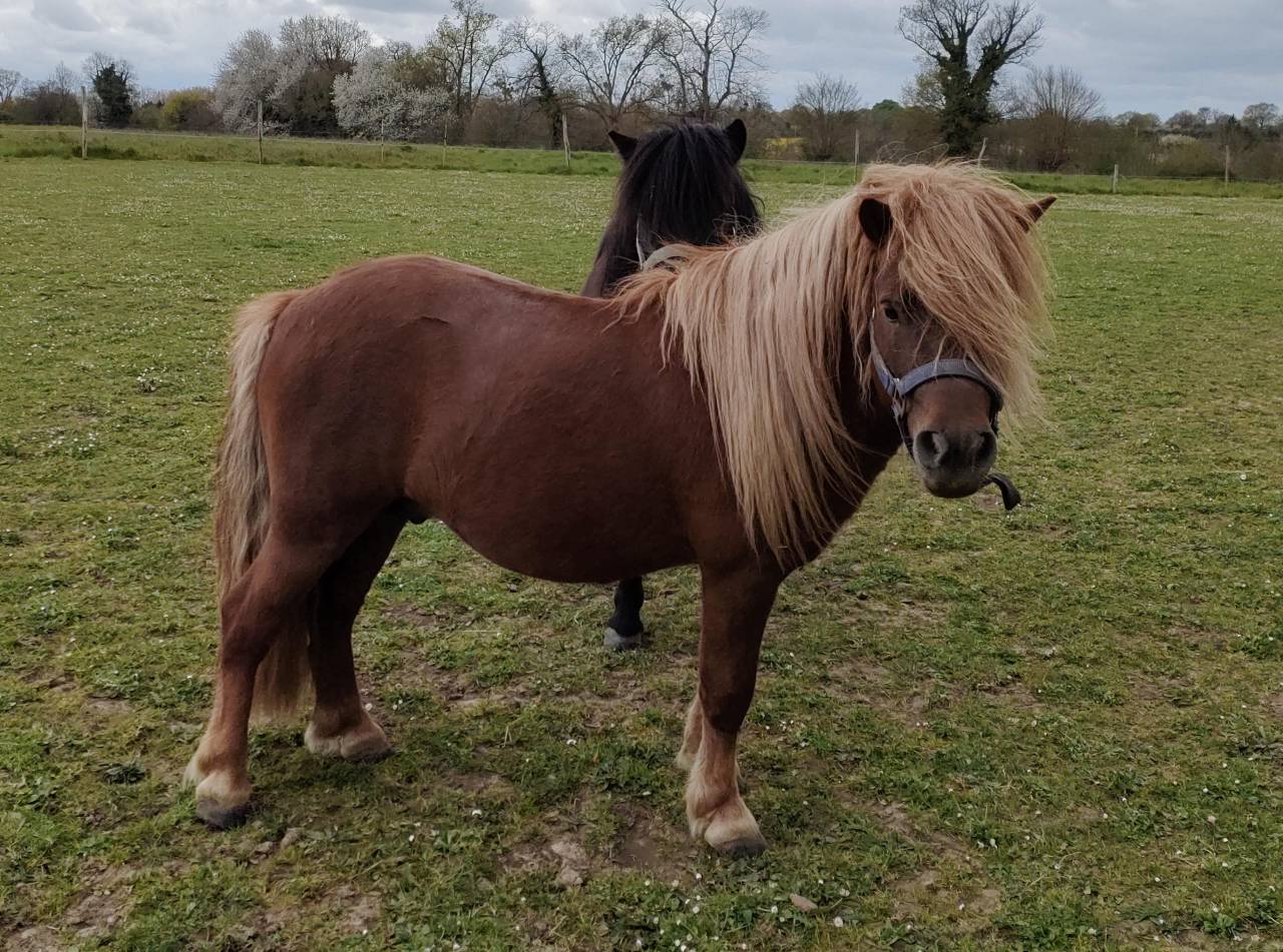 Entire Shetland Pony For sale 2022 Chesnut