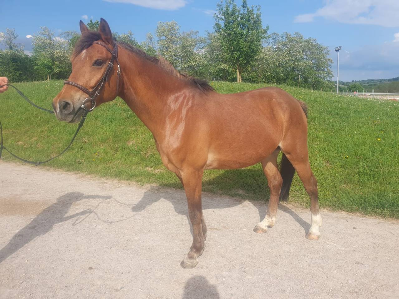 Gelding French Saddle Pony For sale 2018 Bay