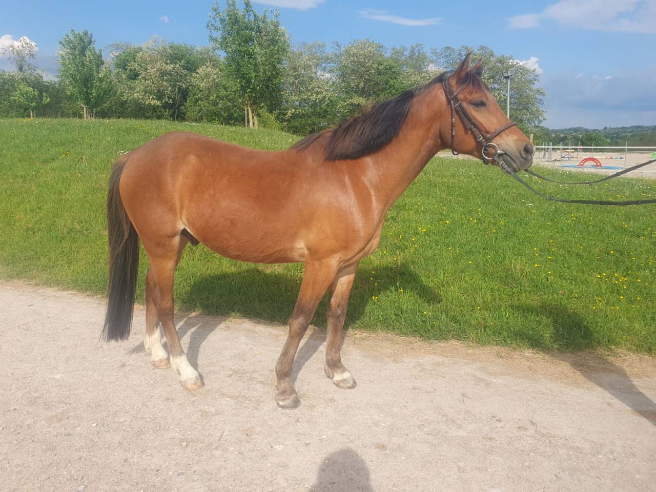 Gelding French Saddle Pony For sale 2018 Bay
