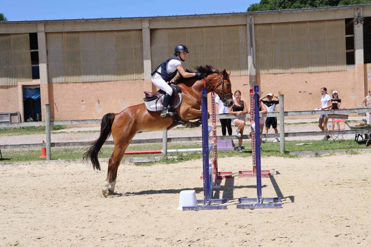 Gelding French Saddle Pony For sale 2018 Bay