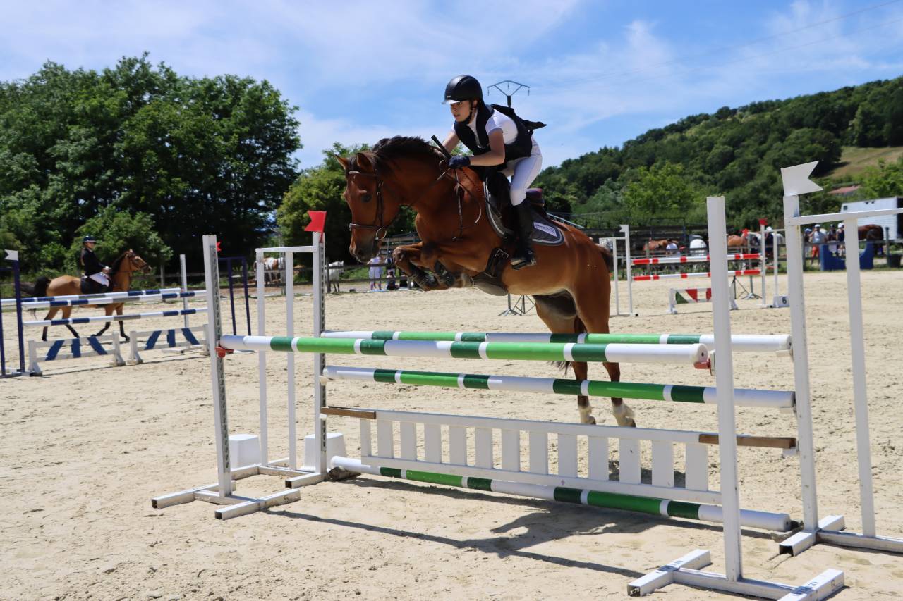 Gelding French Saddle Pony For sale 2018 Bay