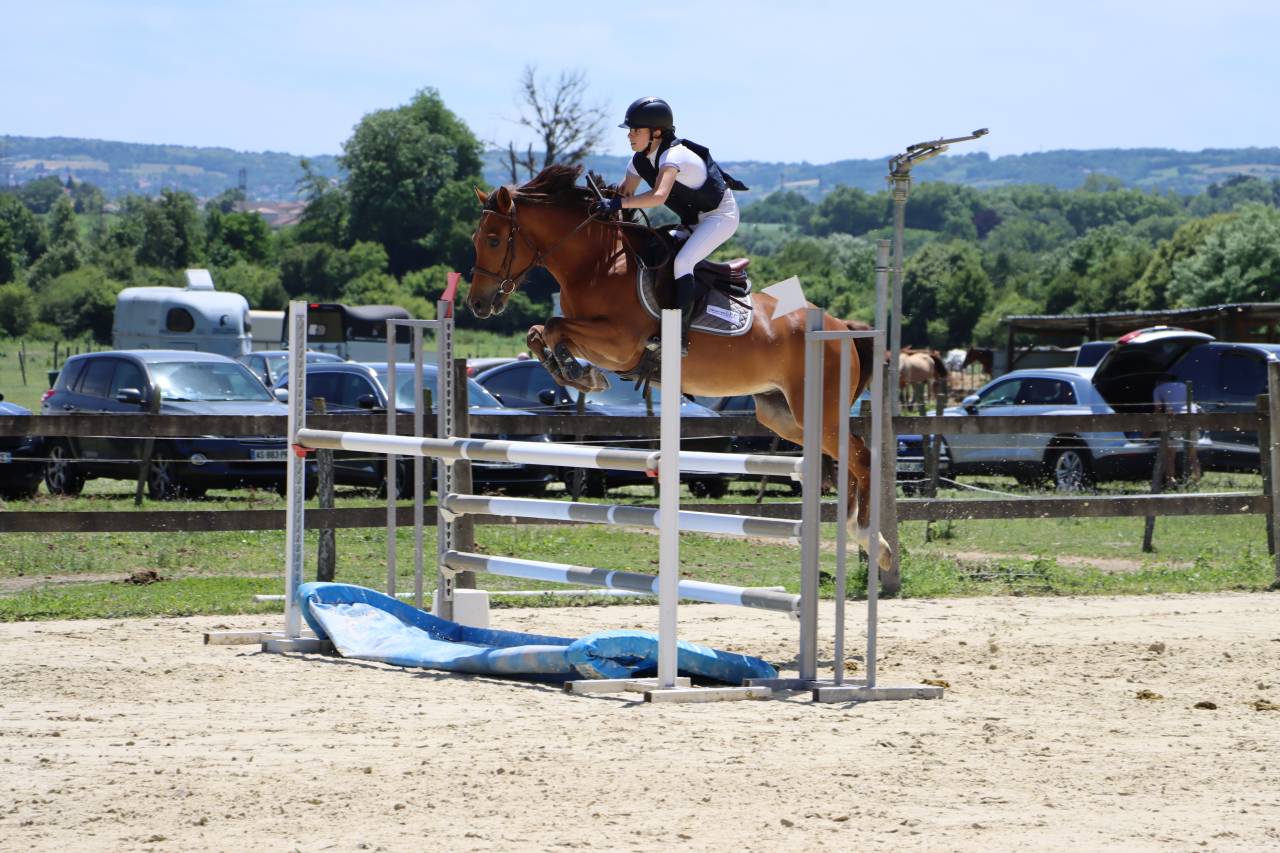 Gelding French Saddle Pony For sale 2018 Bay