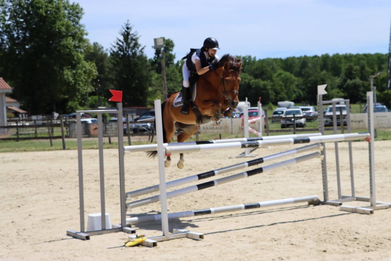 Gelding French Saddle Pony For sale 2018 Bay