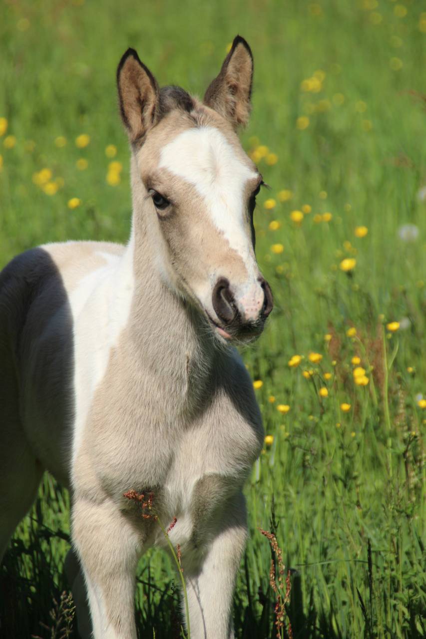 Colt Connemara For sale 2026 Tobiano