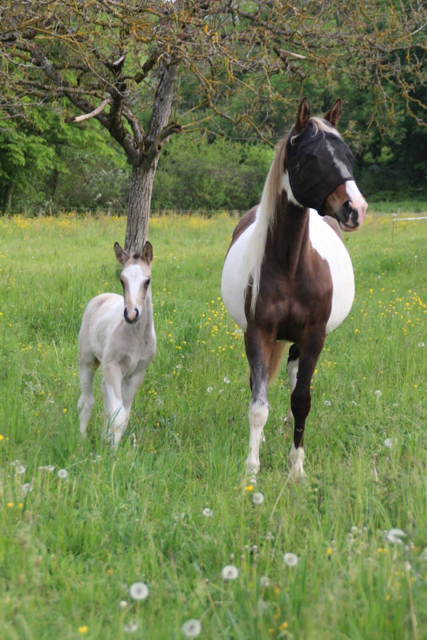Colt Connemara For sale 2026 Tobiano