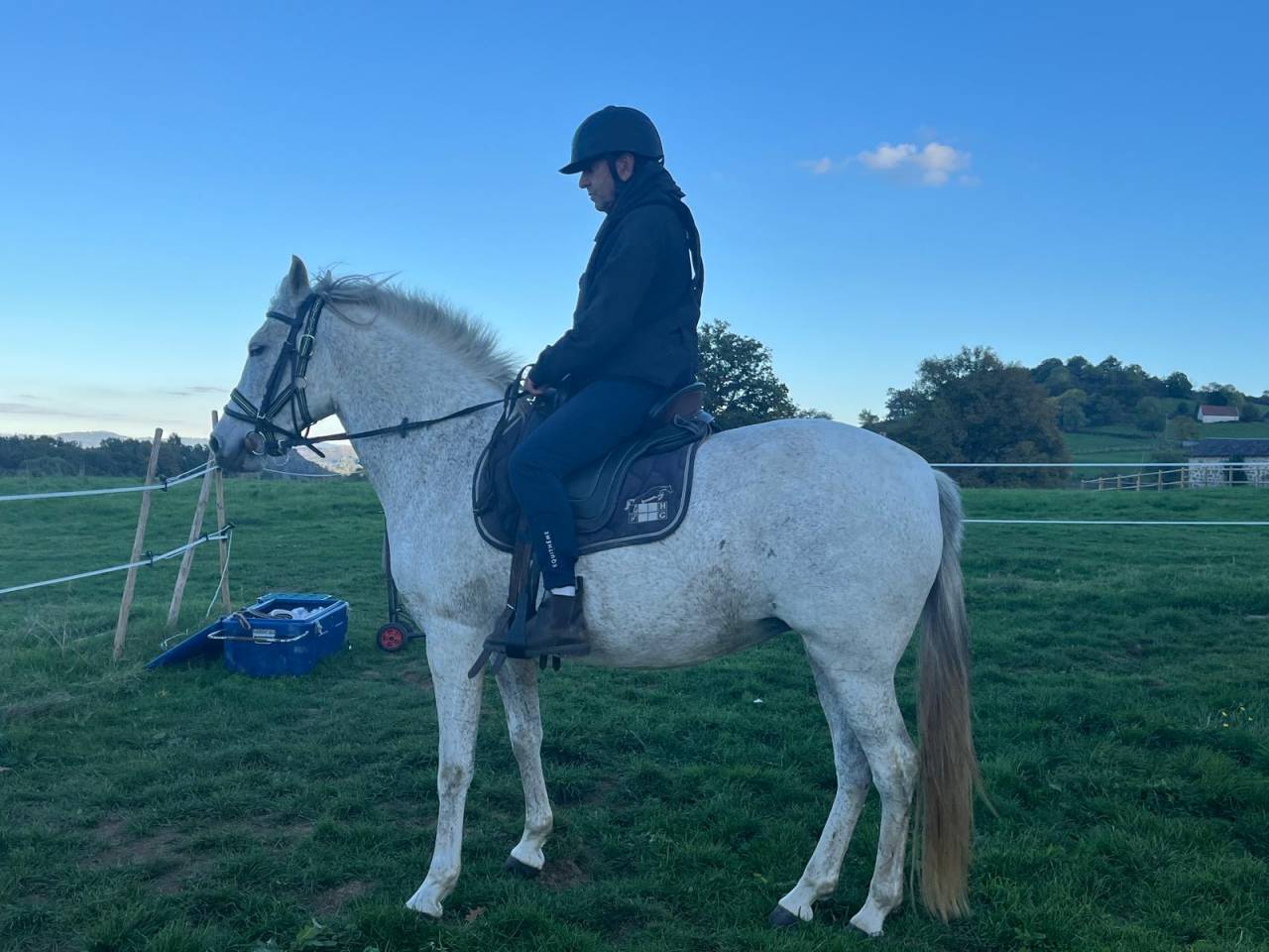 Mare PRE Pure Spanish Bred For sale 2014 Grey