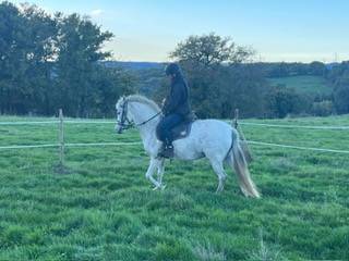 Mare PRE Pure Spanish Bred For sale 2014 Grey