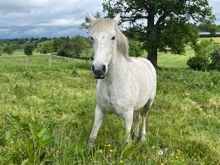 Mare PRE Pure Spanish Bred For sale 2014 Grey