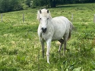 Mare PRE Pure Spanish Bred For sale 2014 Grey