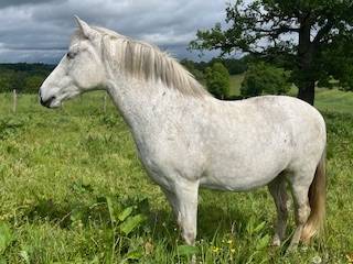Mare PRE Pure Spanish Bred For sale 2014 Grey