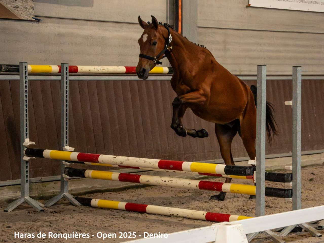Gelding No Origin Recorded For sale 2023 Bay