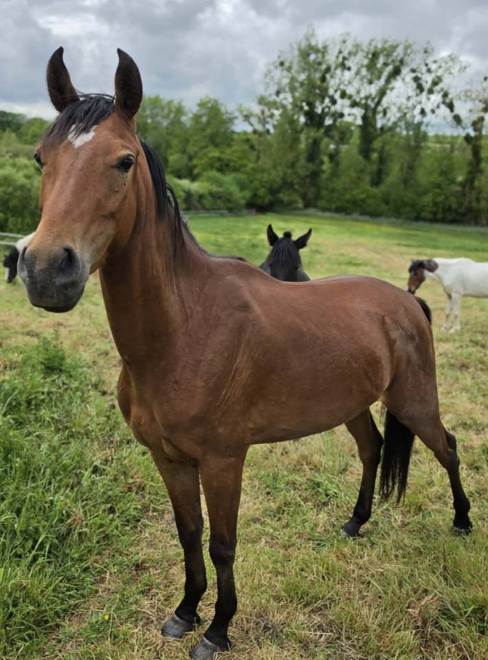 Gelding No Origin Recorded For sale 2023 Bay