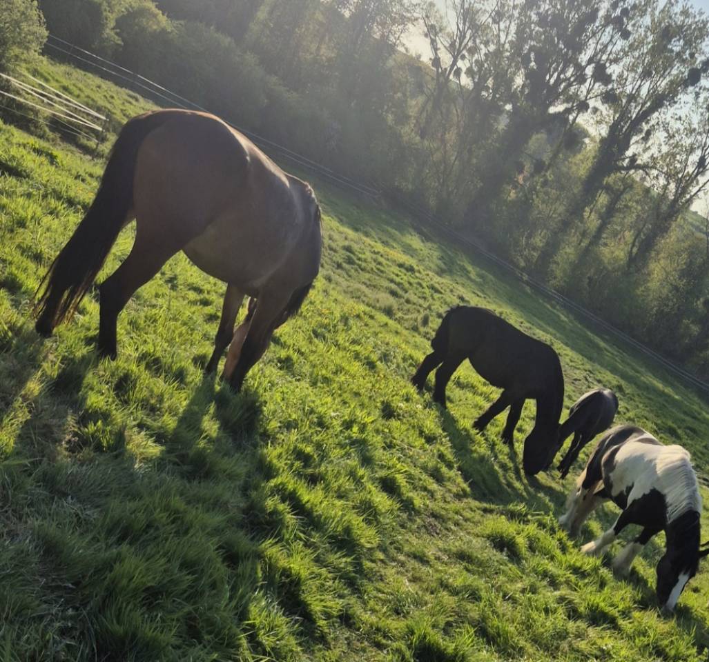 Gelding No Origin Recorded For sale 2023 Bay