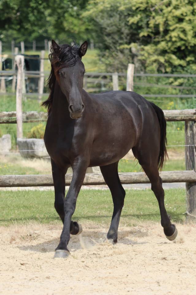 Mare Friesian Arabian For sale 2024 Black