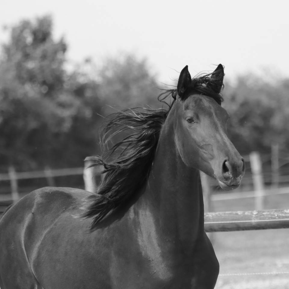 Mare Friesian Arabian For sale 2024 Black