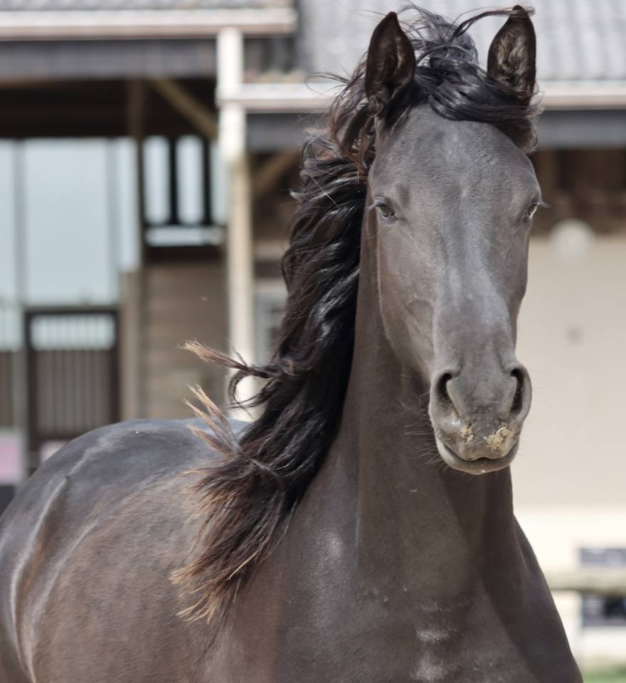 Mare Friesian Arabian For sale 2024 Black