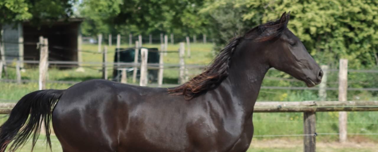 Mare Friesian Arabian For sale 2024 Black