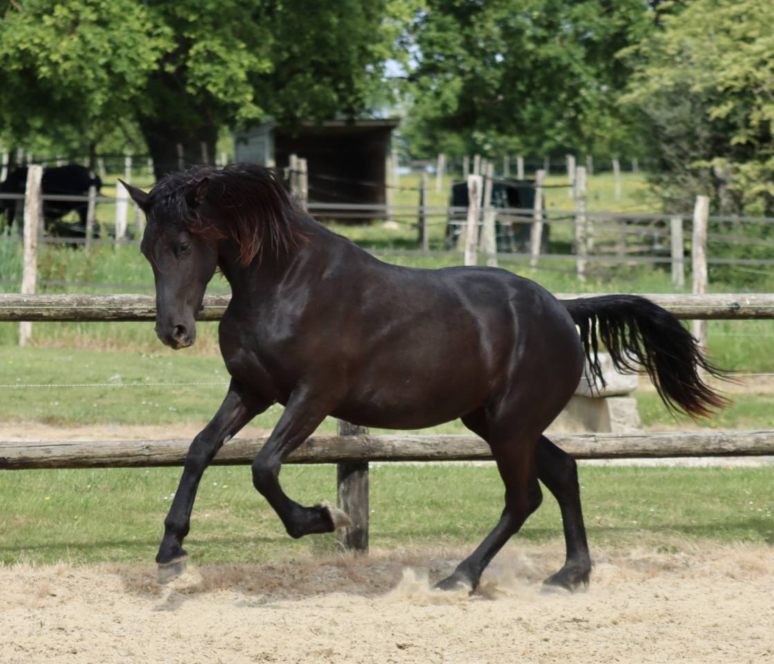 Mare Friesian Arabian For sale 2024 Black