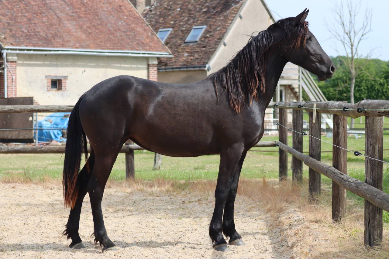Mare Friesian Arabian For sale 2024 Black