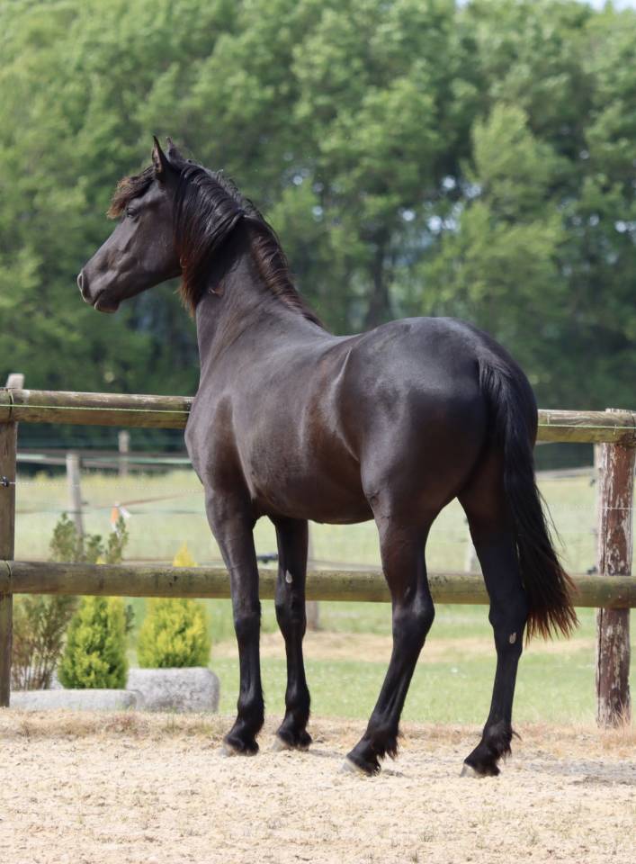 Mare Friesian Arabian For sale 2024 Black