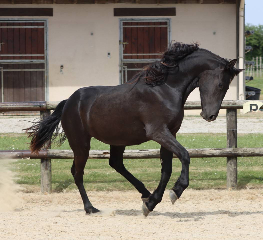 Mare Friesian Arabian For sale 2024 Black