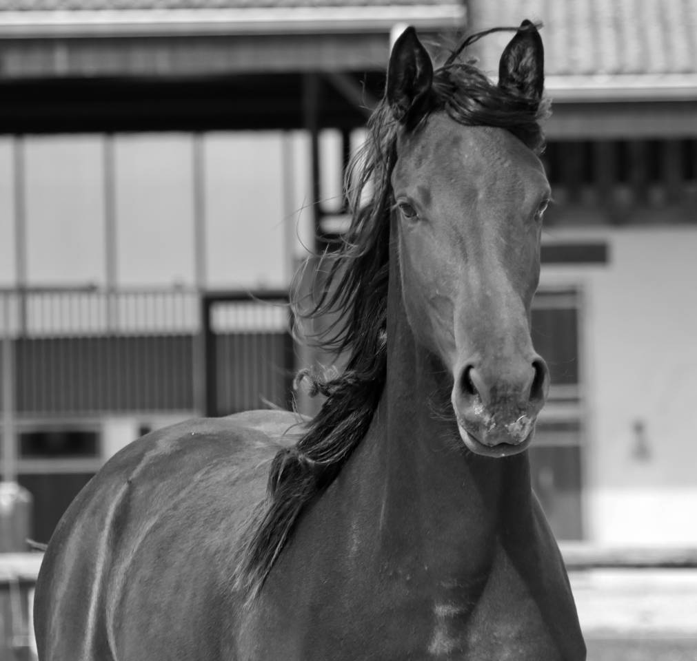 Mare Friesian Arabian For sale 2024 Black